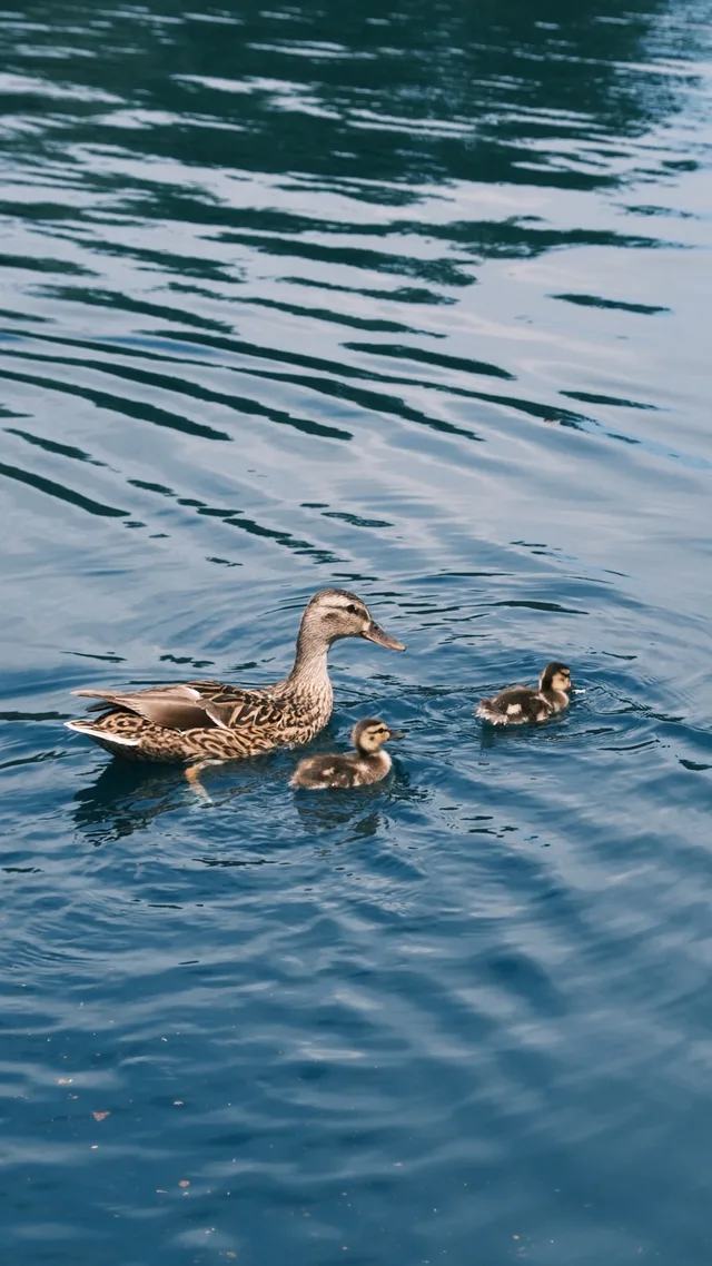 A duck and ducklings cross blue-green water.